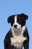 BORDER COLLIE 1040